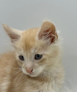 70f9a1d5 bf10 4a02 b5f2 cc03852b7b23