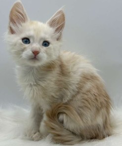 Xanthe Maine coon Cream Blue eyes female/ available 27 729162af e8e4 4b8d 89d2 825174c5332c 1