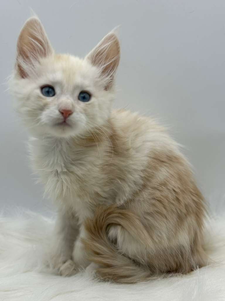 Xanthe Maine coon Cream Blue eyes female/ available 13 729162af e8e4 4b8d 89d2 825174c5332c 1