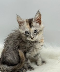 Calliope Maine Coon Shaded with Blue Eyes Female Kitten/ available 17 785717e7 f3ea 47b3 99ac 83bfbda6101d