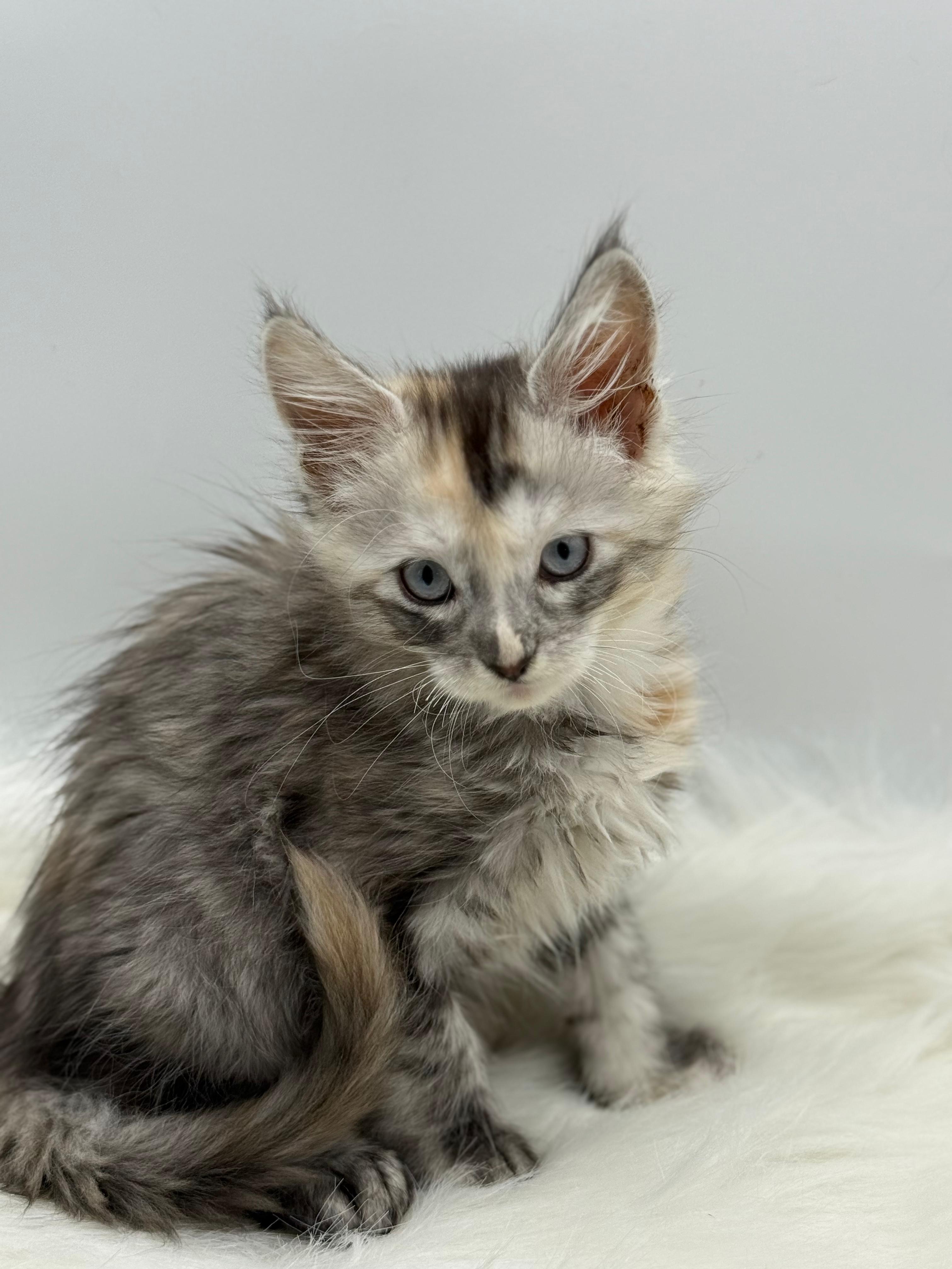 Calliope Maine Coon Shaded with Blue Eyes Female Kitten/ available 3 785717e7 f3ea 47b3 99ac 83bfbda6101d