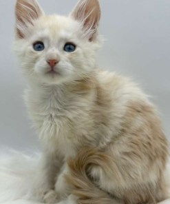 Xanthe Maine coon Cream Blue eyes female/ available 23 80c29a9f 8885 4ef4 8c1d 7d439b74df9e 1