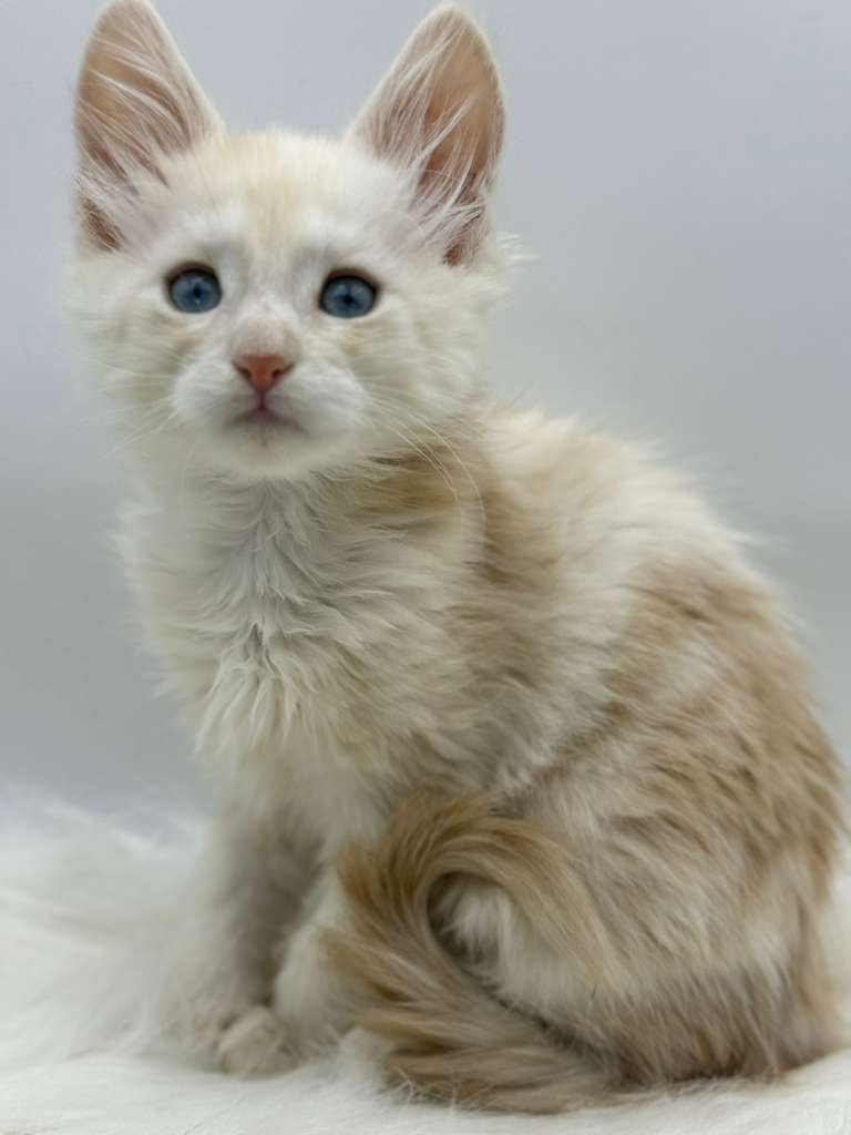 Xanthe Maine coon Cream Blue eyes female/ available 9 80c29a9f 8885 4ef4 8c1d 7d439b74df9e 1