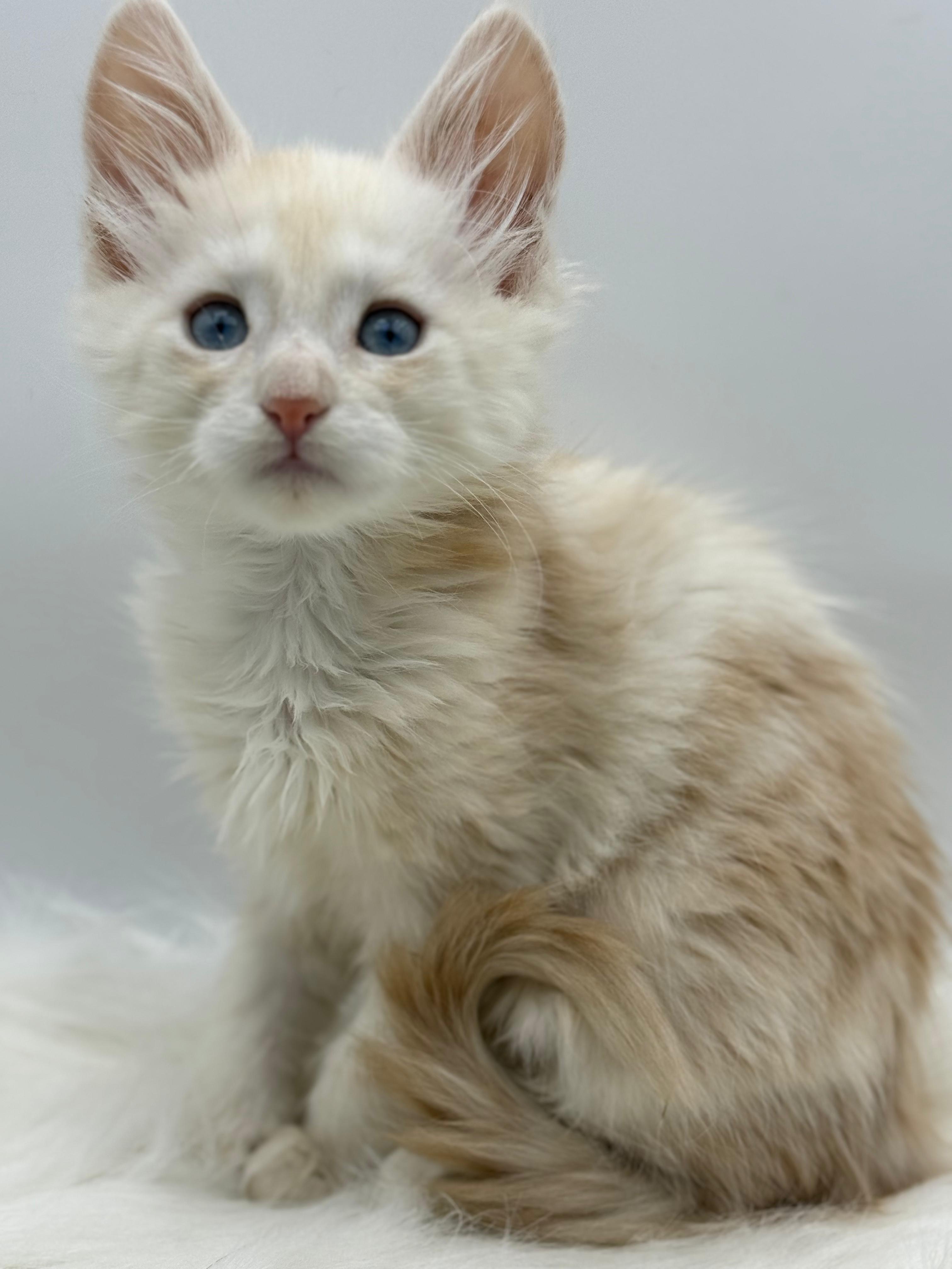 Xanthe Maine coon Cream Blue eyes female/ available 5 824149d3 4662 4673 826d f91967c41092 1
