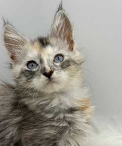 Calliope Maine Coon Shaded with Blue Eyes Female Kitten/ available 20 82532ed7 3b12 401d b8c7 7aa8da8cc202