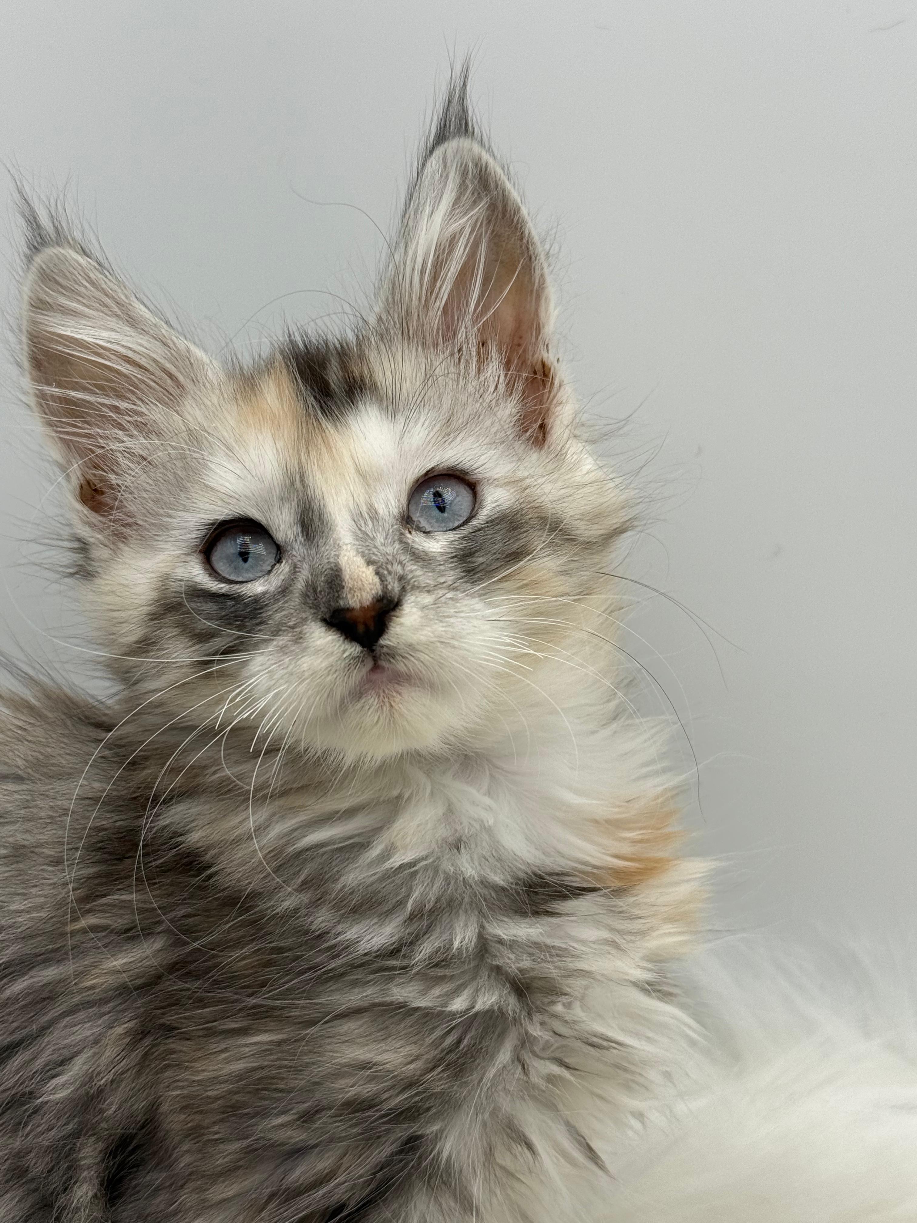 Calliope Maine Coon Shaded with Blue Eyes Female Kitten/ available 6 82532ed7 3b12 401d b8c7 7aa8da8cc202