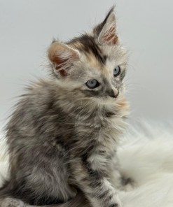 Calliope Maine Coon Shaded with Blue Eyes Female Kitten/ available 30 86ee40f9 3522 47f8 816d 744cdc9c2eeb