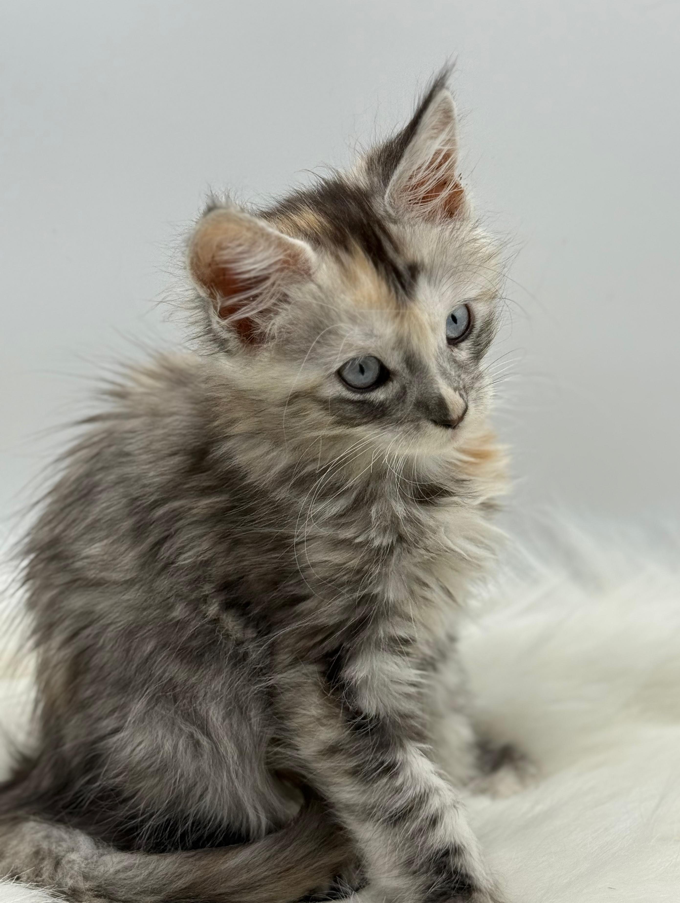 Calliope Maine Coon Shaded with Blue Eyes Female Kitten/ available 16 86ee40f9 3522 47f8 816d 744cdc9c2eeb