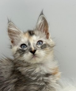 Calliope Maine Coon Shaded with Blue Eyes Female Kitten/ available 22 89a38309 8f25 4923 a3d7 58ee3ed71431