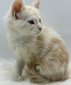 Xanthe Maine coon Cream Blue eyes female/ available 18 8aa5e567 94c3 4878 ab68 dd1b36d448a1 1