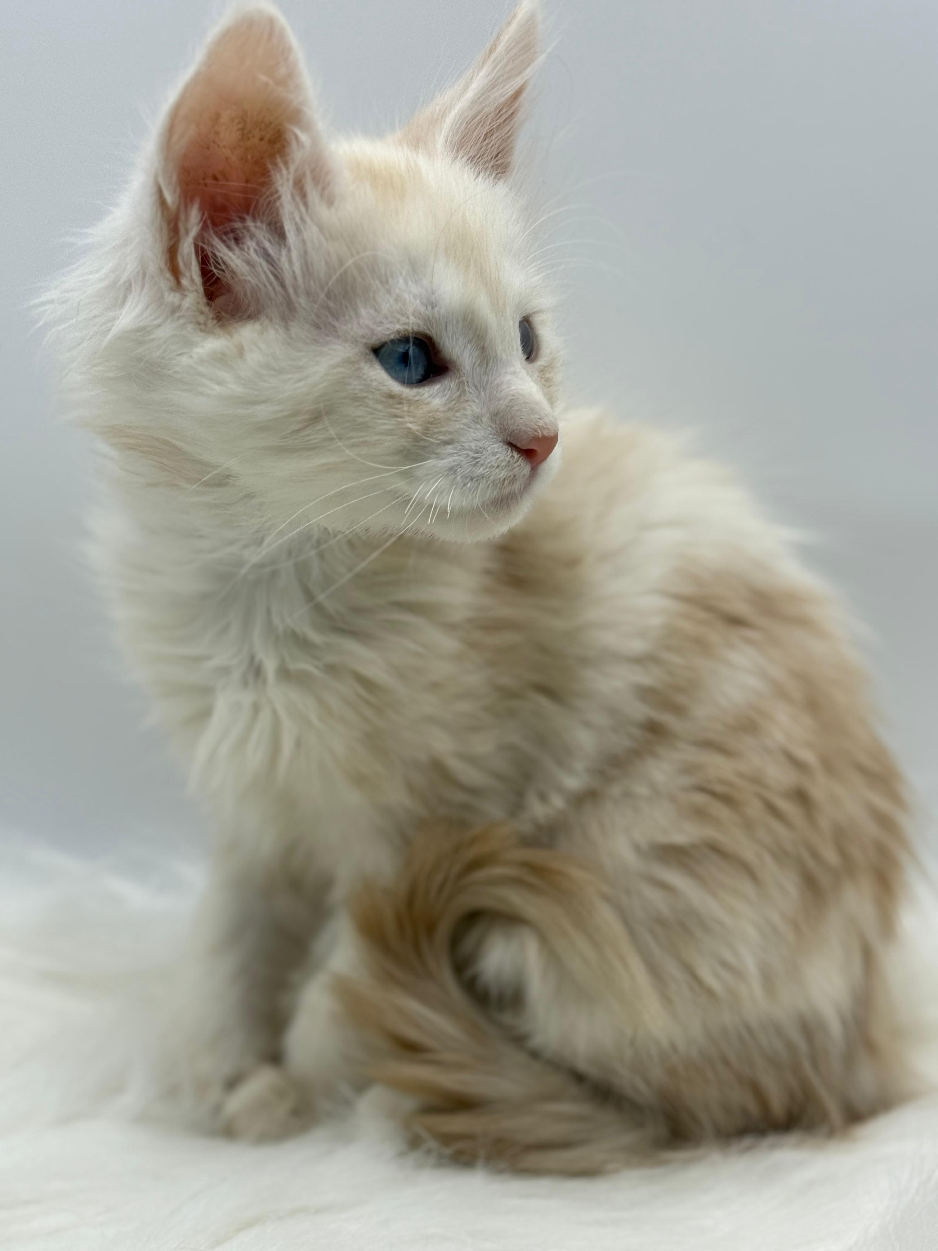 Xanthe Maine coon Cream Blue eyes female/ available 4 8aa5e567 94c3 4878 ab68 dd1b36d448a1 1