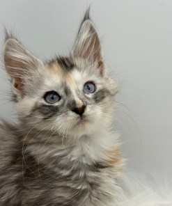 Calliope Maine Coon Shaded with Blue Eyes Female Kitten/ available 24 8b75b1ff a3d1 4ffe af2c 84586fd49438
