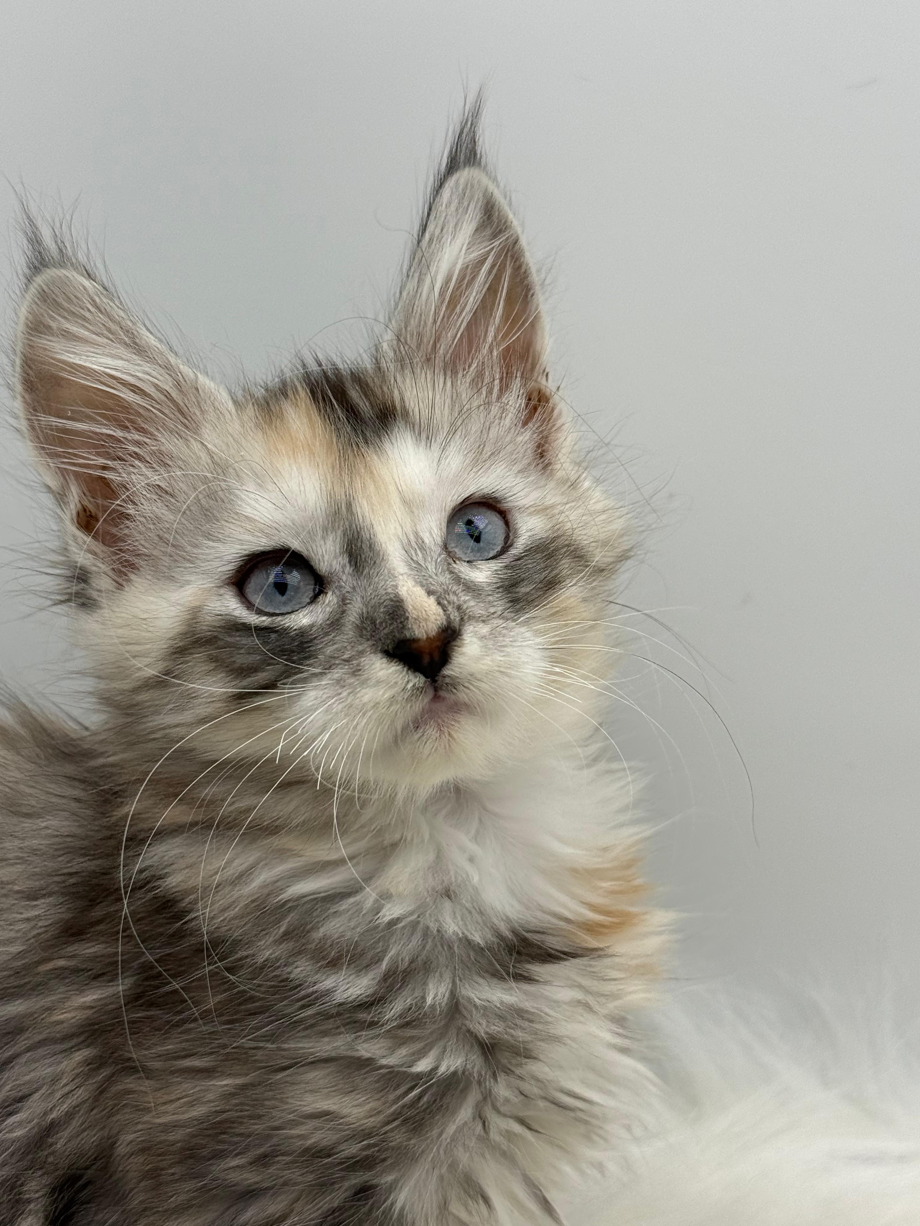 Calliope Maine Coon Shaded with Blue Eyes Female Kitten/ available 10 8b75b1ff a3d1 4ffe af2c 84586fd49438
