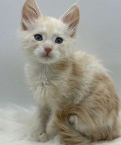 Xanthe Maine coon Cream Blue eyes female/ available 22 8d87df9f 976f 4ce2 8f41 9e8cfa5745a4 1