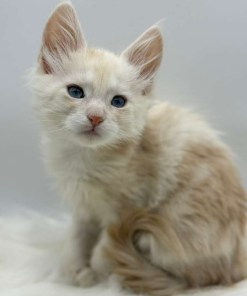 Xanthe Maine coon Cream Blue eyes female/ available 25 8da3d5fc 1c53 428d a869 61f2a515d94e 1