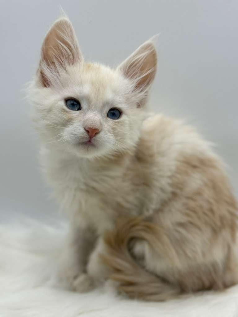 Xanthe Maine coon Cream Blue eyes female/ available 11 8da3d5fc 1c53 428d a869 61f2a515d94e 1