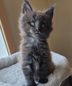 9f2b52b6 c70f 4b8e b06f a947f707366a