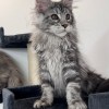 Clair Maine Coon Silver Tabby Female Kitten / available 1 maine coon