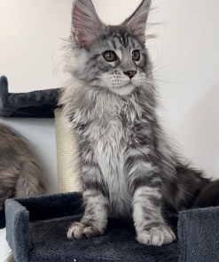 maine coon