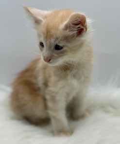 a2606f63 6cf5 4545 b2c4 6d81dac8c0a2