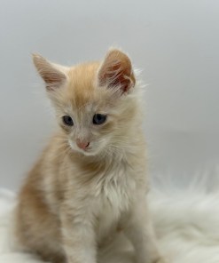 af421f65 dea1 425e a26e c1b10268753e