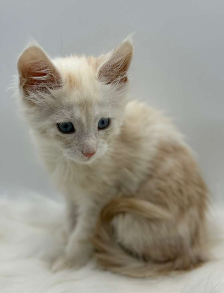 Xanthe Maine coon Cream Blue eyes female/ available 15 b0645401 ab4e 42ec b58e fbef22dbf36f 1