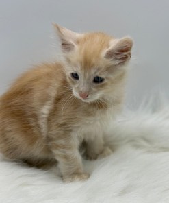 b0d5267e 7a1e 4ae8 976f 0f3cfd08541f