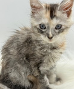 Calliope Maine Coon Shaded with Blue Eyes Female Kitten/ available 27 b937fad1 5d2c 4e58 9ab2 08a3adfa53e2