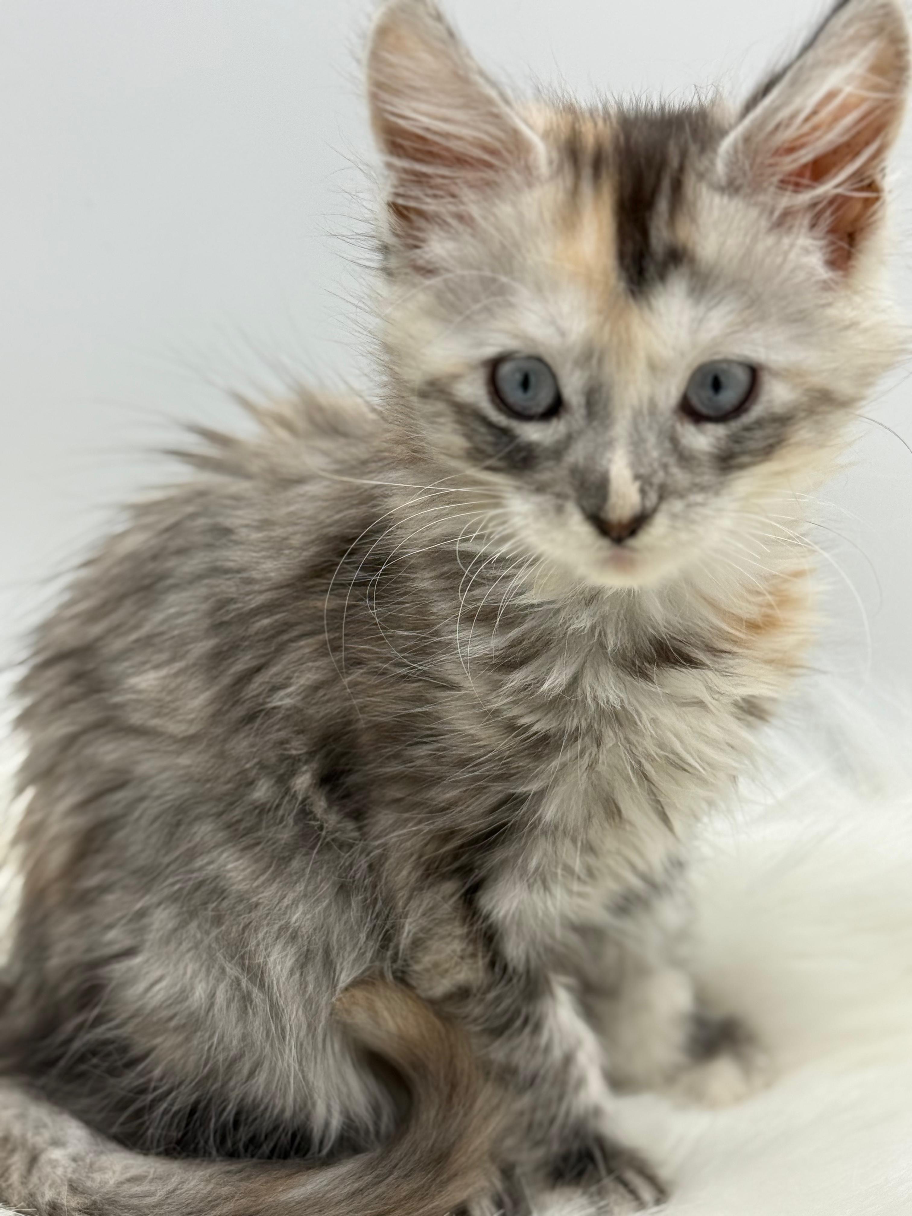 Calliope Maine Coon Shaded with Blue Eyes Female Kitten/ available 13 b937fad1 5d2c 4e58 9ab2 08a3adfa53e2