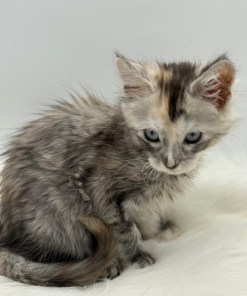 Calliope Maine Coon Shaded with Blue Eyes Female Kitten/ available 19 bfdefaaa b47c 4f33 aebd fc470b6b96d3