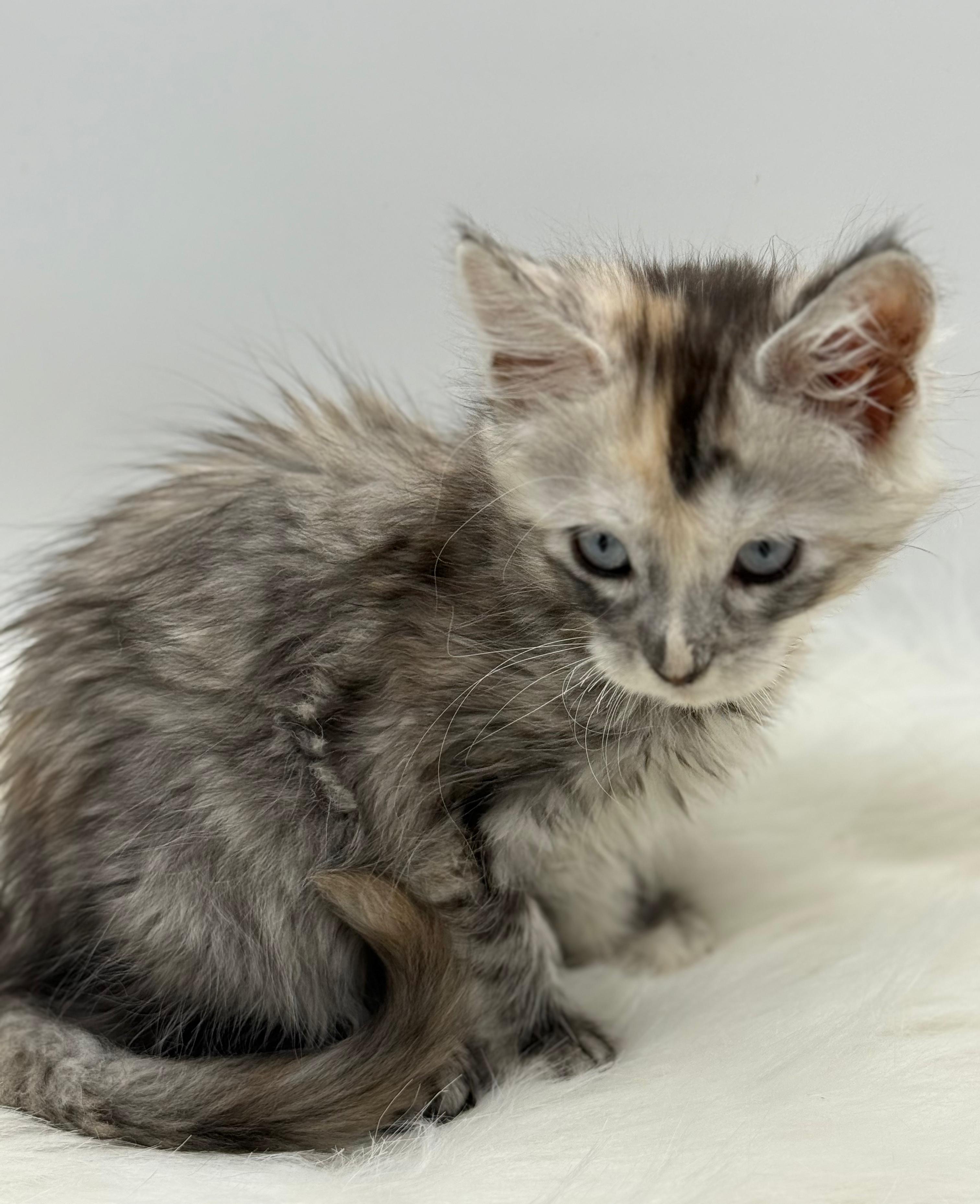 Calliope Maine Coon Shaded with Blue Eyes Female Kitten/ available 5 bfdefaaa b47c 4f33 aebd fc470b6b96d3