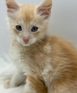 c7c11dca bf5a 4a29 b1c1 54b9d4266013