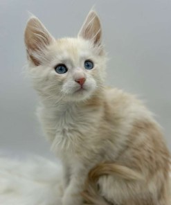 Xanthe Maine coon Cream Blue eyes female/ available 30 de2f92df f3f4 4eb7 968e 9ea7853bb92b 3