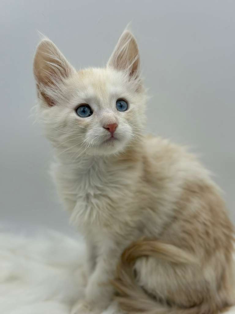 Xanthe Maine coon Cream Blue eyes female/ available 16 de2f92df f3f4 4eb7 968e 9ea7853bb92b 3