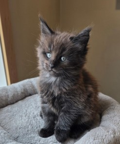 e37402e7 0da4 445e a3ea a12155883c96