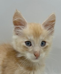 ea3f60c8 ae43 485d 8fef d2186c88b371