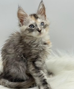 Calliope Maine Coon Shaded with Blue Eyes Female Kitten/ available 25 ebc67476 4a9f 479f be50 3e6eb1bbdbca
