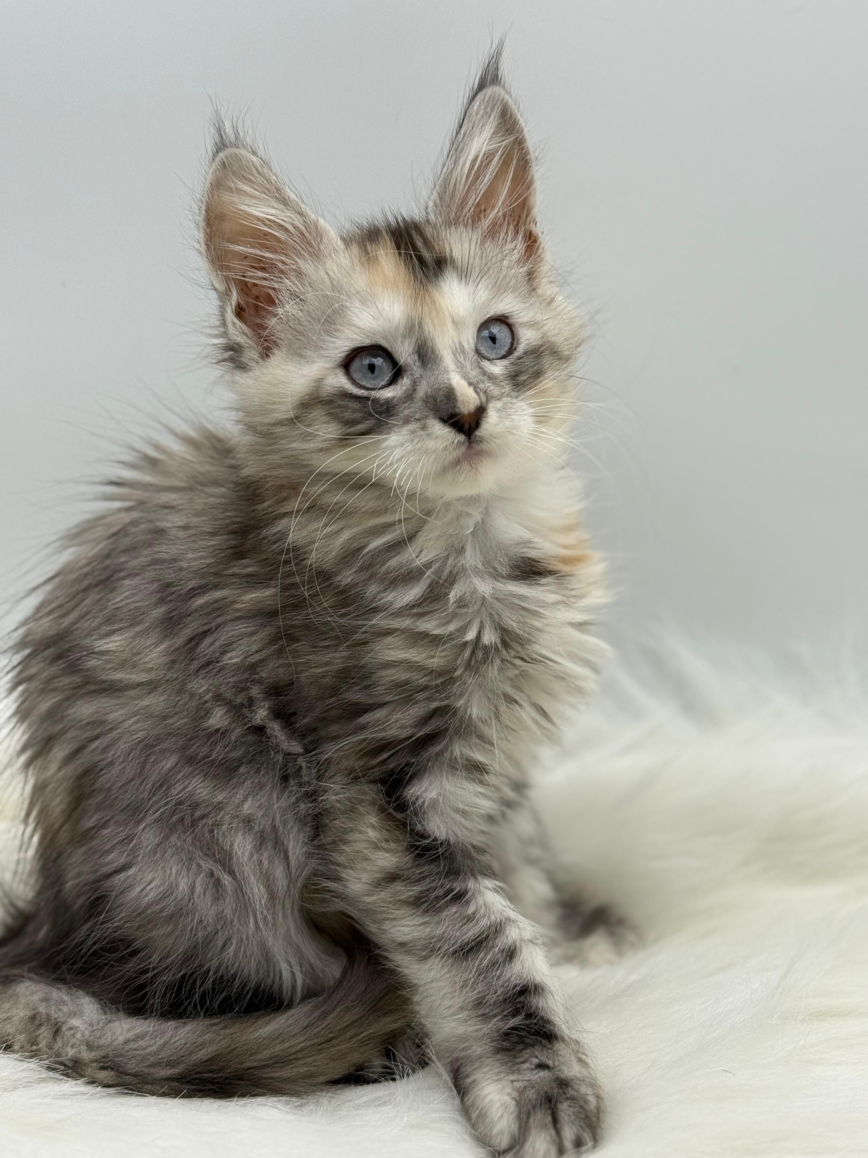 Calliope Maine Coon Shaded with Blue Eyes Female Kitten/ available 11 ebc67476 4a9f 479f be50 3e6eb1bbdbca