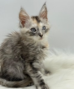 Calliope Maine Coon Shaded with Blue Eyes Female Kitten/ available 28 f209d238 2e3e 4c66 b2f8 378d6fe303bf