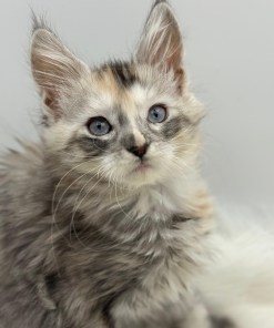 Calliope Maine Coon Shaded with Blue Eyes Female Kitten/ available 21 f60125db 286e 41be a069 af925bcbfd93