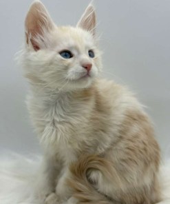 Xanthe Maine coon Cream Blue eyes female/ available 26 f68f1b9c 3be9 416e b7a5 224679f8eafd 1