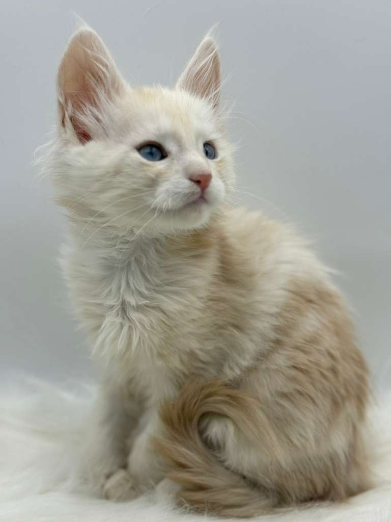 Xanthe Maine coon Cream Blue eyes female/ available 12 f68f1b9c 3be9 416e b7a5 224679f8eafd 1