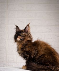 k6