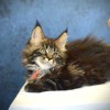 Red Rose- Silver Female Maine Coon Kitten (Available)