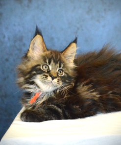 Red Rose- Silver Female Maine Coon Kitten (Available)