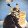 Yellow Sun– Male Maine Coon Kitten (Available)