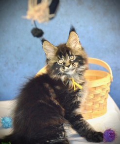 Yellow Sun– Male Maine Coon Kitten (Available)