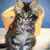 Purple Heart -Tabby Female Maine Coon Kitten (Available)