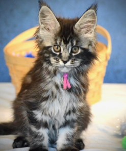 Purple Heart -Tabby Female Maine Coon Kitten (Available)