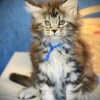 Blue Ribbon– Silver Tabby Male Maine Coon Kitten (Available)